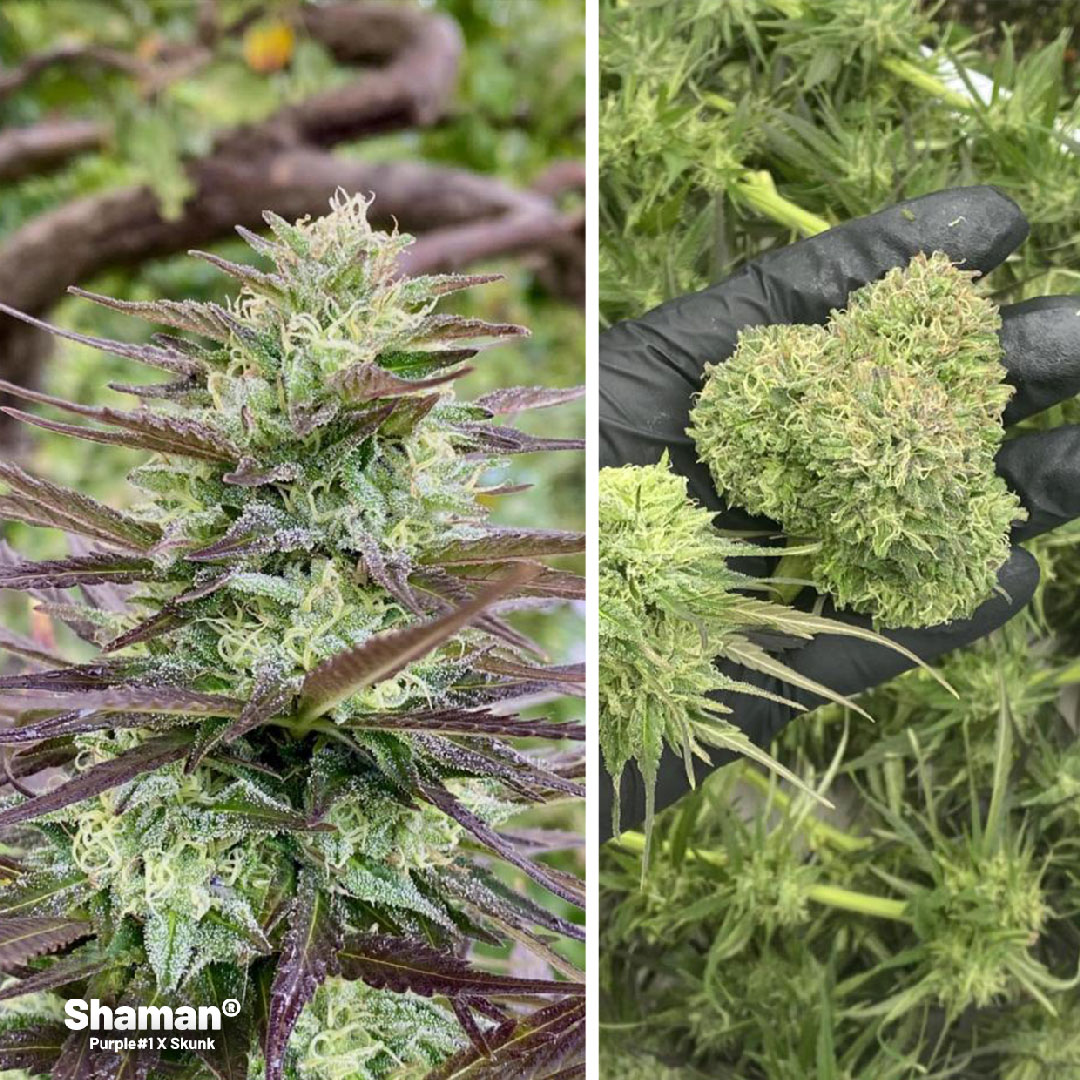 Shaman outdoor cannabis strain