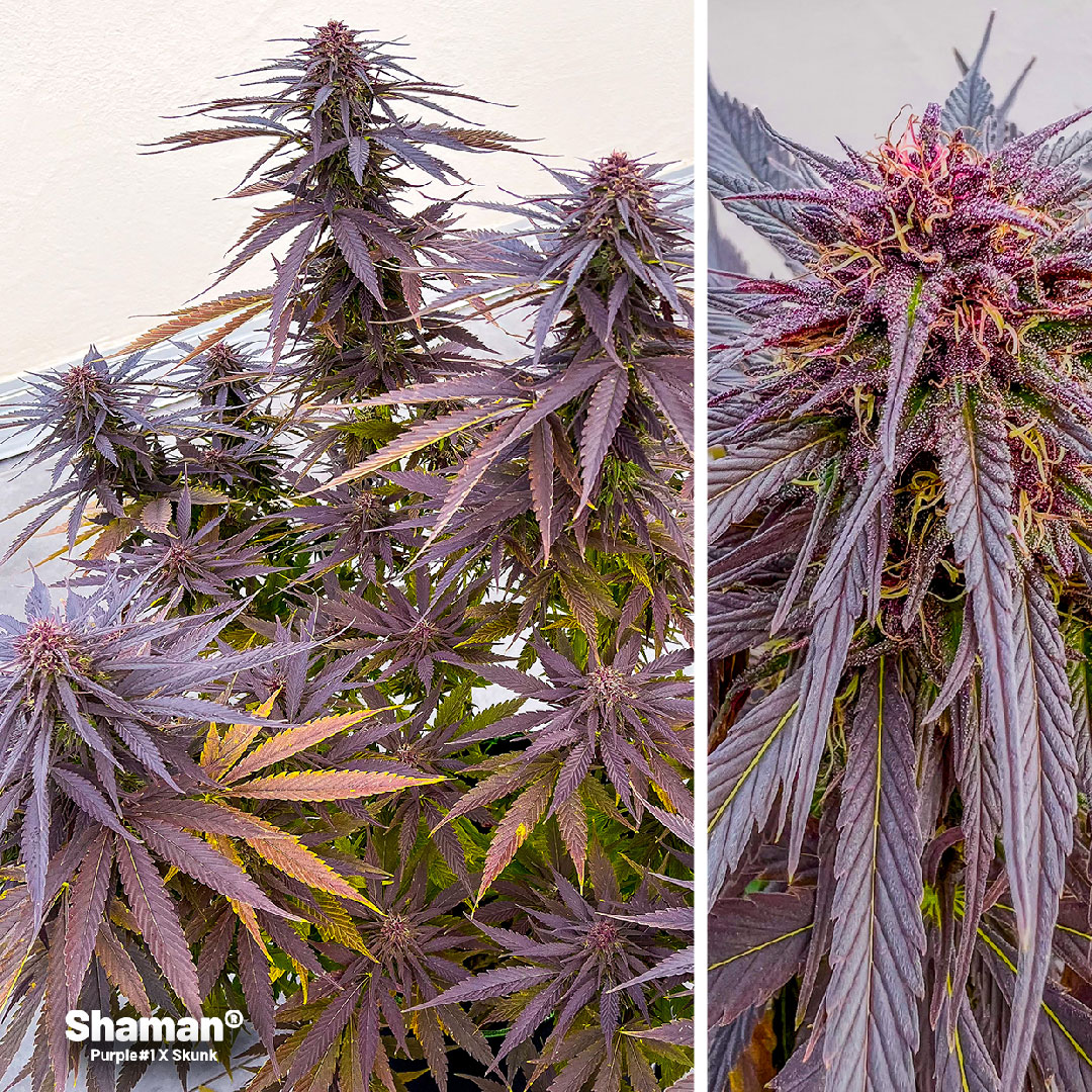 Shaman purple cannabis grown in pot
