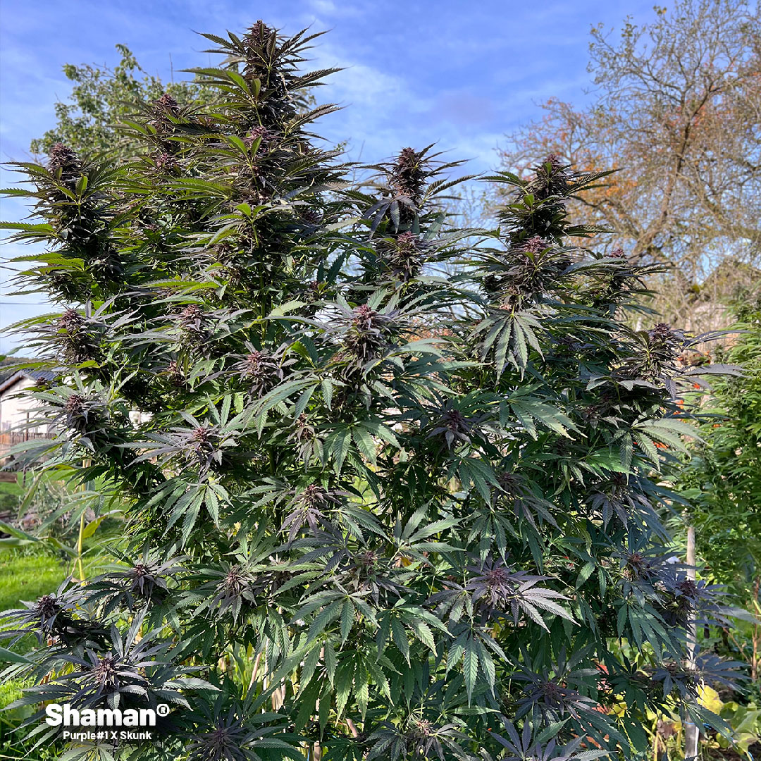 Shaman purple large outdoor cannabis plant