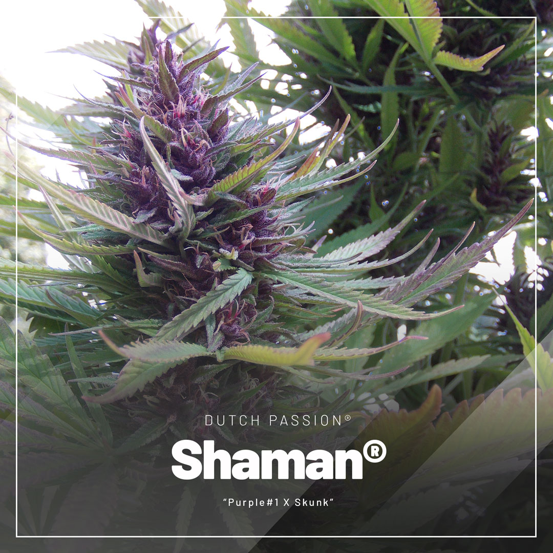 Shaman-regular-seeds