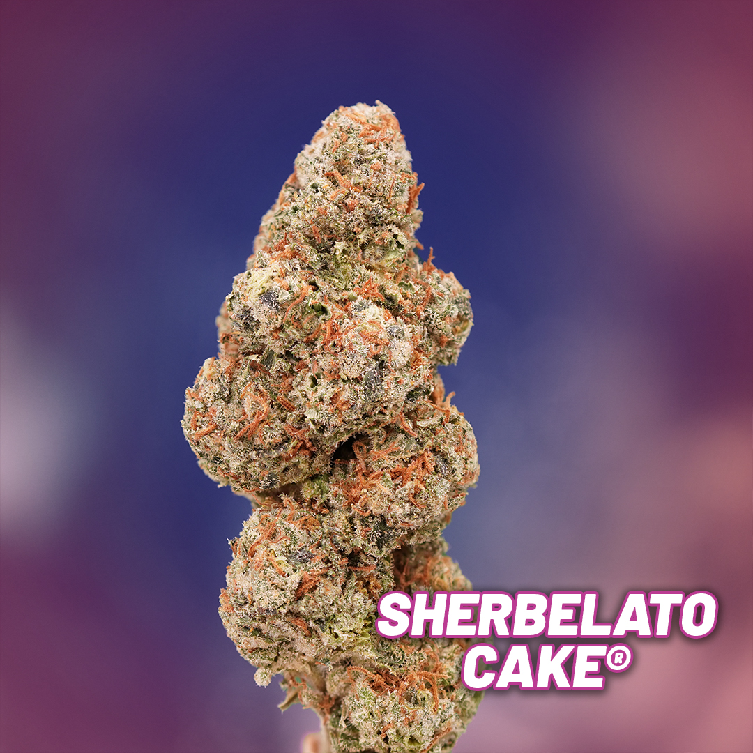 Sherbelato-Cake-dried-bud