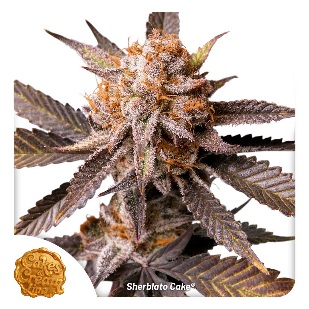 Sherblato Cake regular limited seeds by Dutch Passion