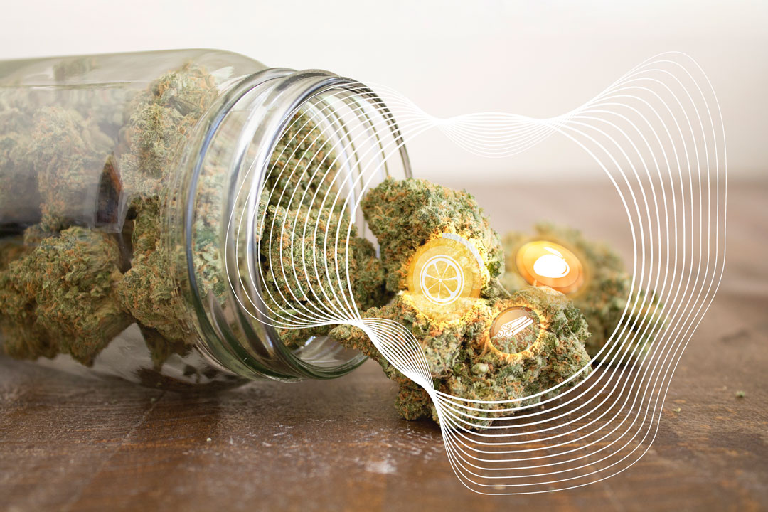 Signs-of-terpene-degradation-in-your-weed