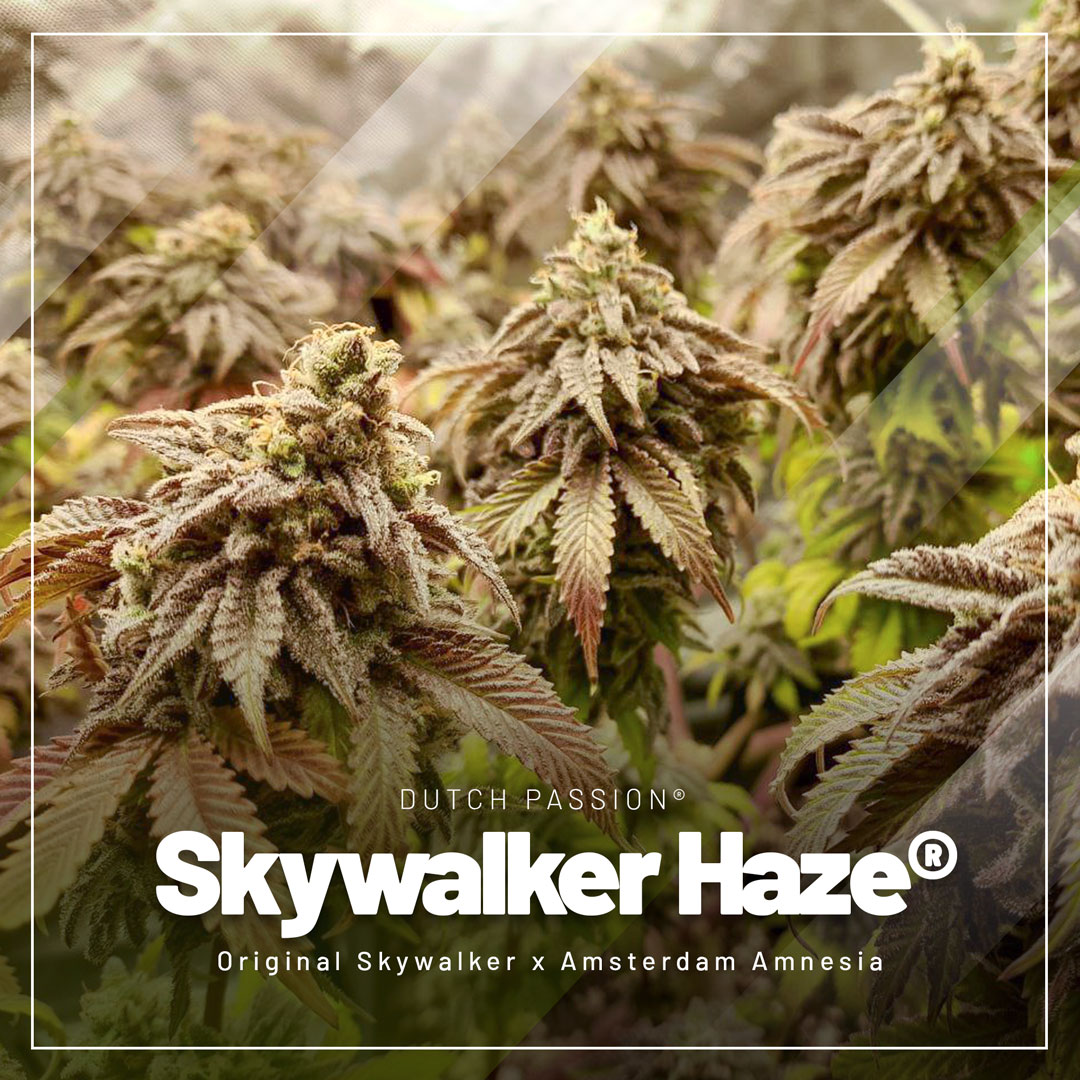 Skywalker-Haze-feminised-seeds-dutch-passion