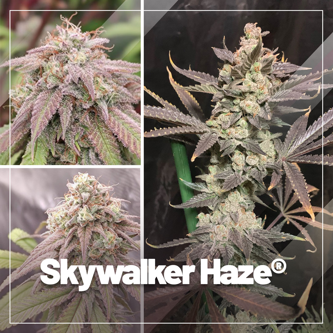 Skywalker Haze, cannabis cup winning Haze with extreme potency!