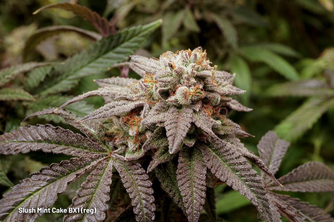 Slush Mint Cake BX1 regular cannabis seeds limited edition A