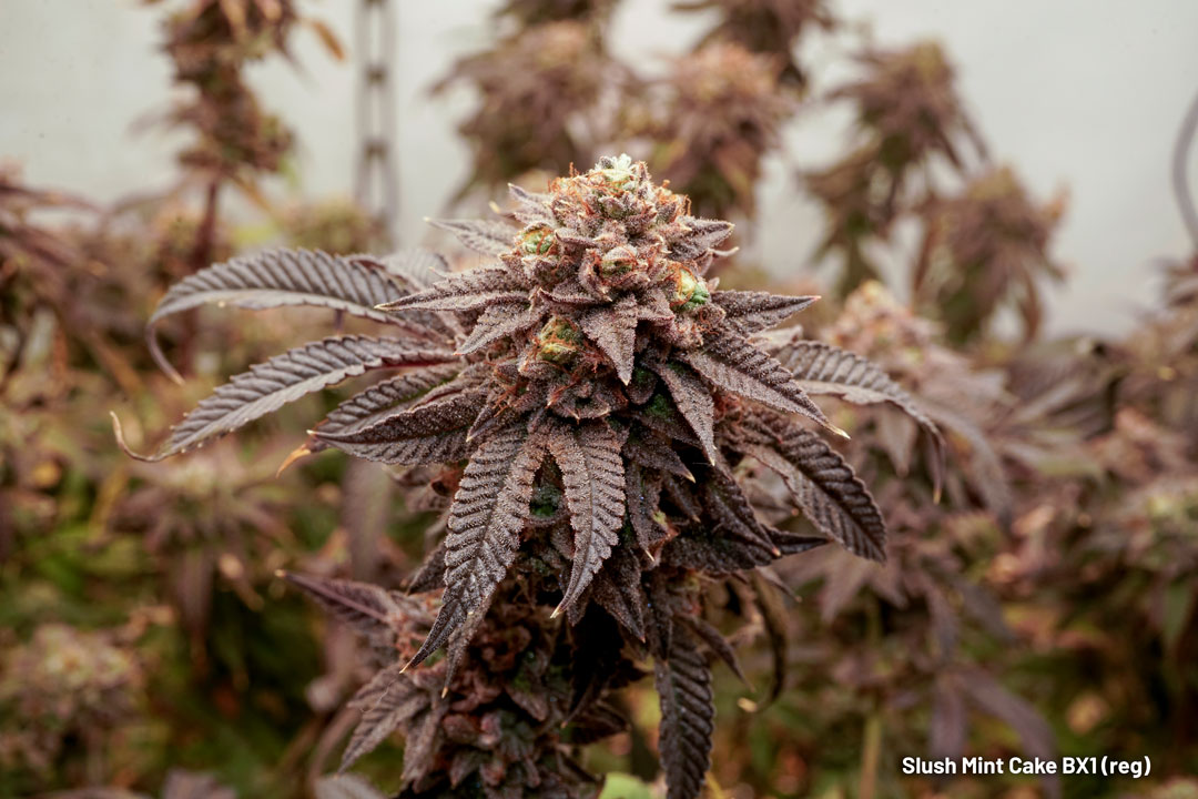 Slush Mint Cake BX1 regular cannabis seeds limited edition C