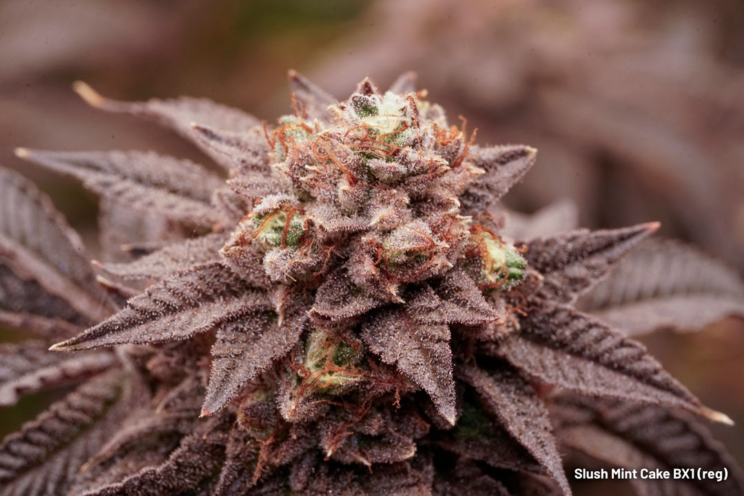Slush Mint Cake BX1 regular cannabis seeds limited edition F