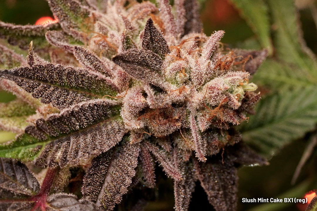 Slush Mint Cake BX1 regular cannabis seeds limited edition G