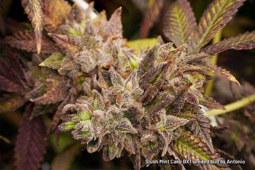 Slush Mint Cake BX1 seeded bud by Antonio