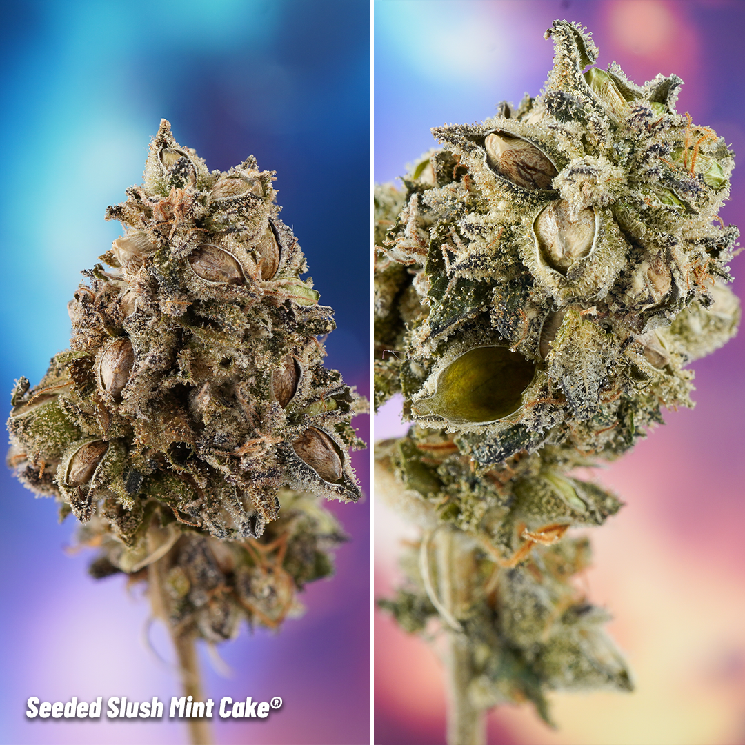 Slush-Mint-Cake-Blog-Seeded-Buds-by-Antonio