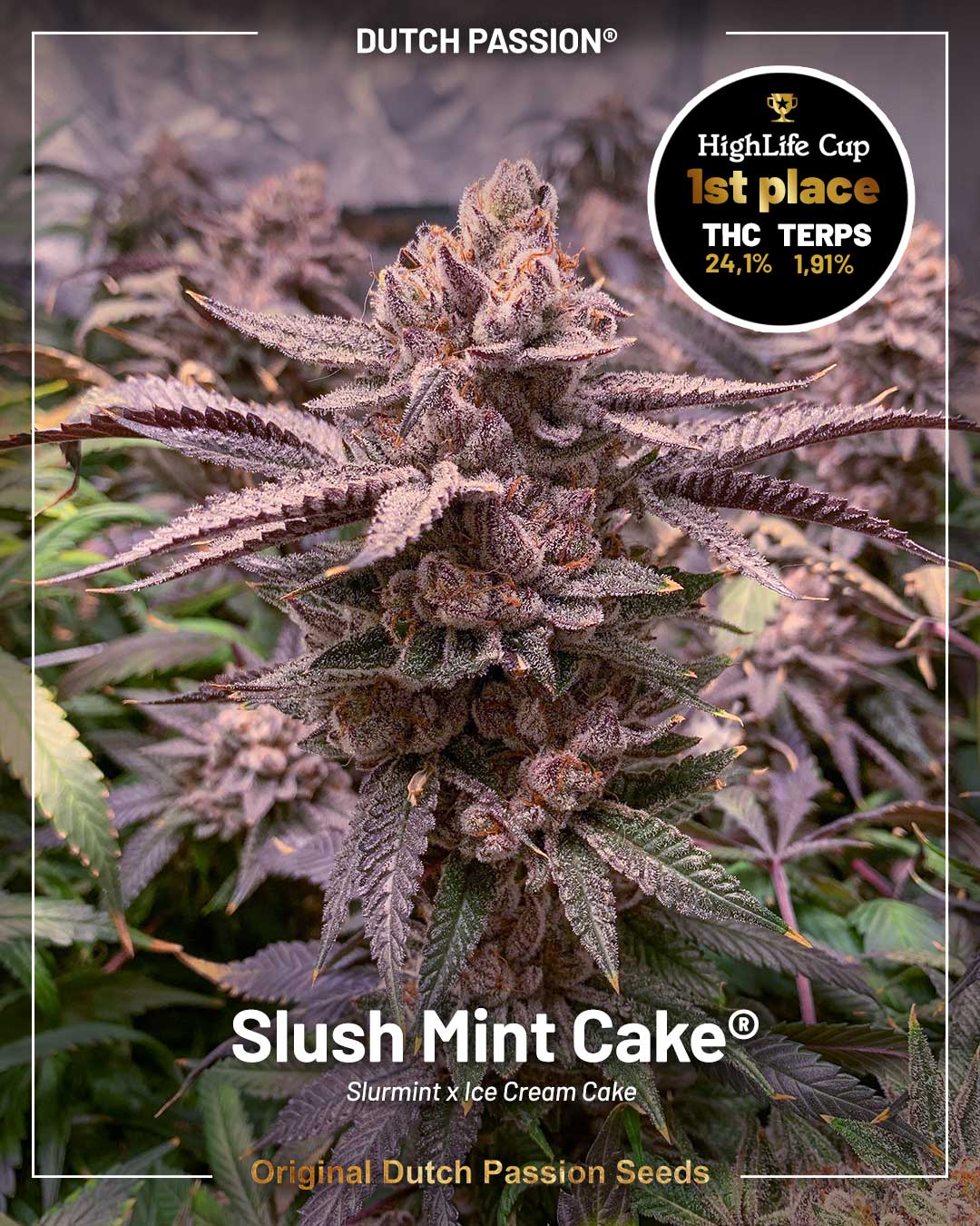 Slush Mint Cake best strain of 2025 for those looking for cannabis seeds