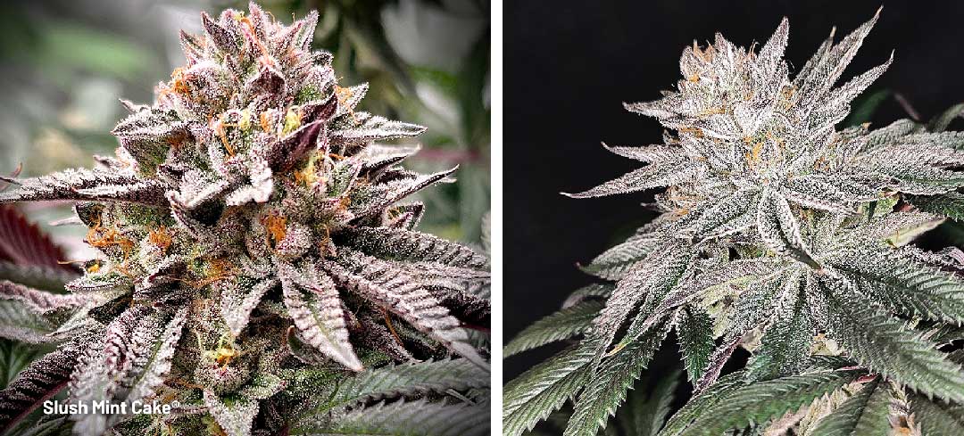 Slush Mint Cake dutch passion cannabis seeds
