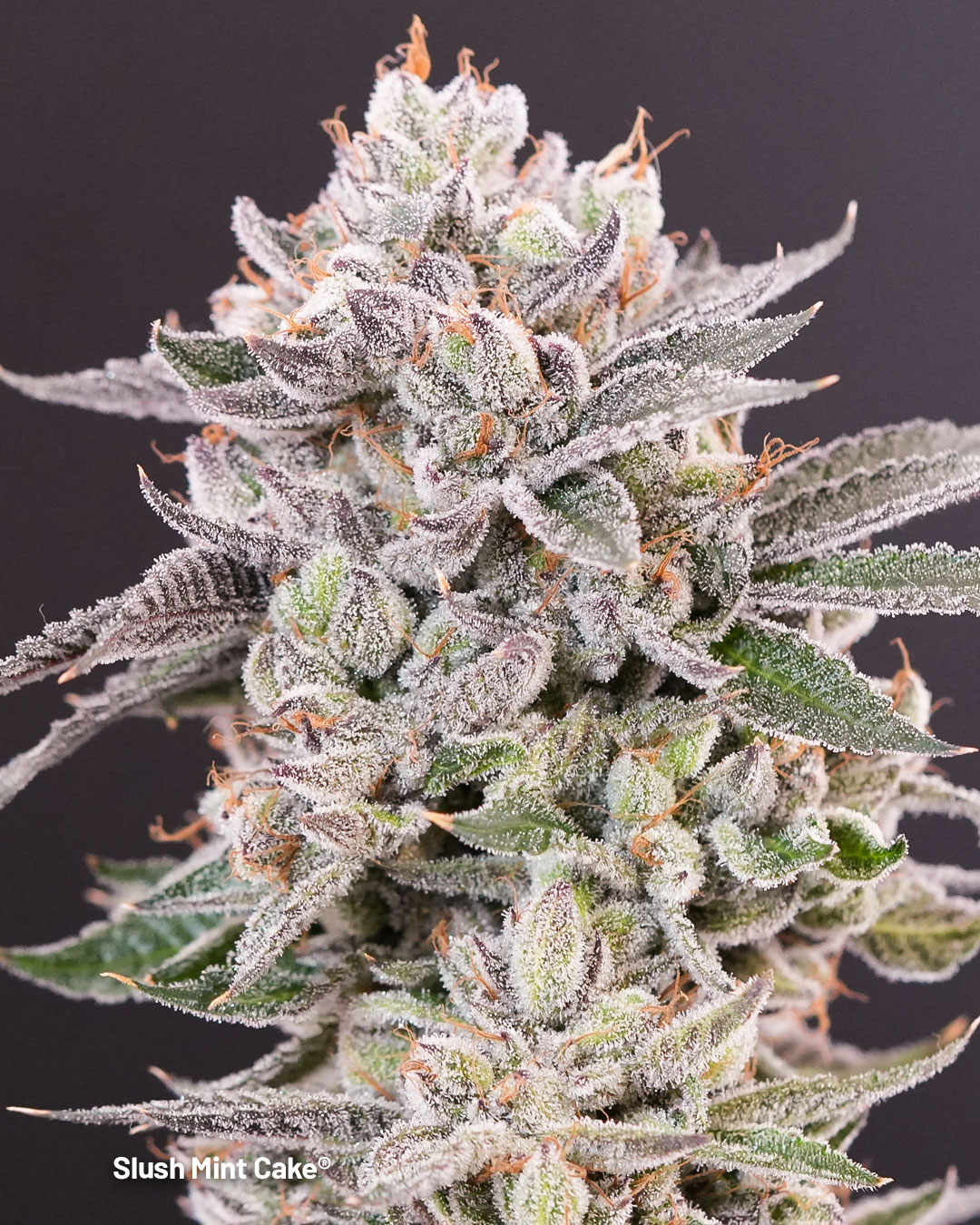 Slush-Mint-Cake-extremely-frosty-resin-covered-bud