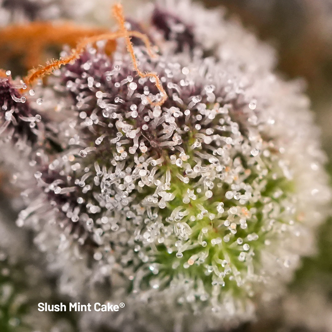 Slush-Mint-Cake-trichomes-closeup
