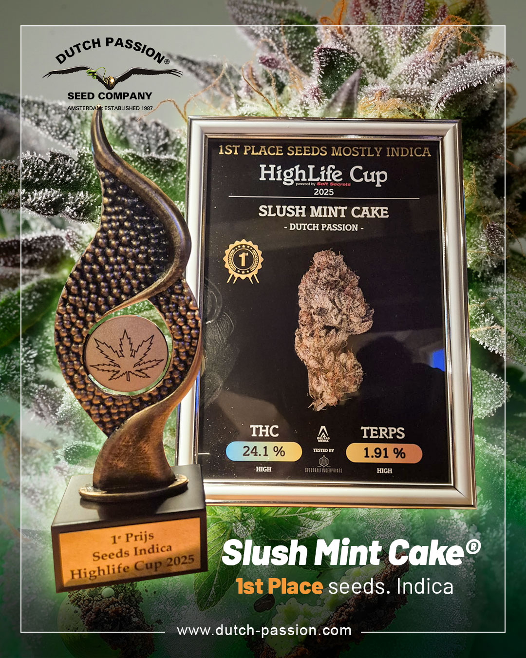 Slush-Mint-Cake-winning-1st-place-at-the-highlife-cup-2025