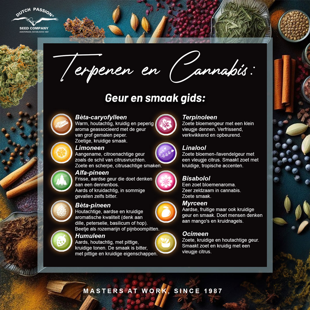 Terpenen en Cannabis: Geur en smaak gids