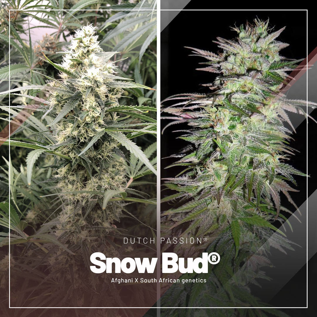 Snow-Bud-for-dry-and-cold-climates