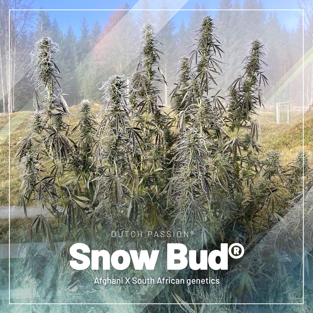 Snow-Bud-for-those-who-grow-cannabis-in-cold-mountain-areas