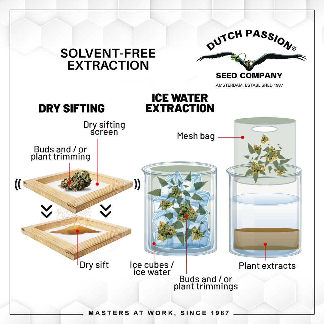 Solvent-free-Extraction-solvents-blog-2024