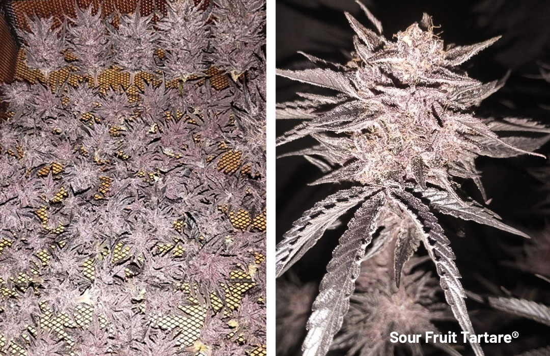 Sour Fruit Tartare grown from promo seed from Dutch Passion v2