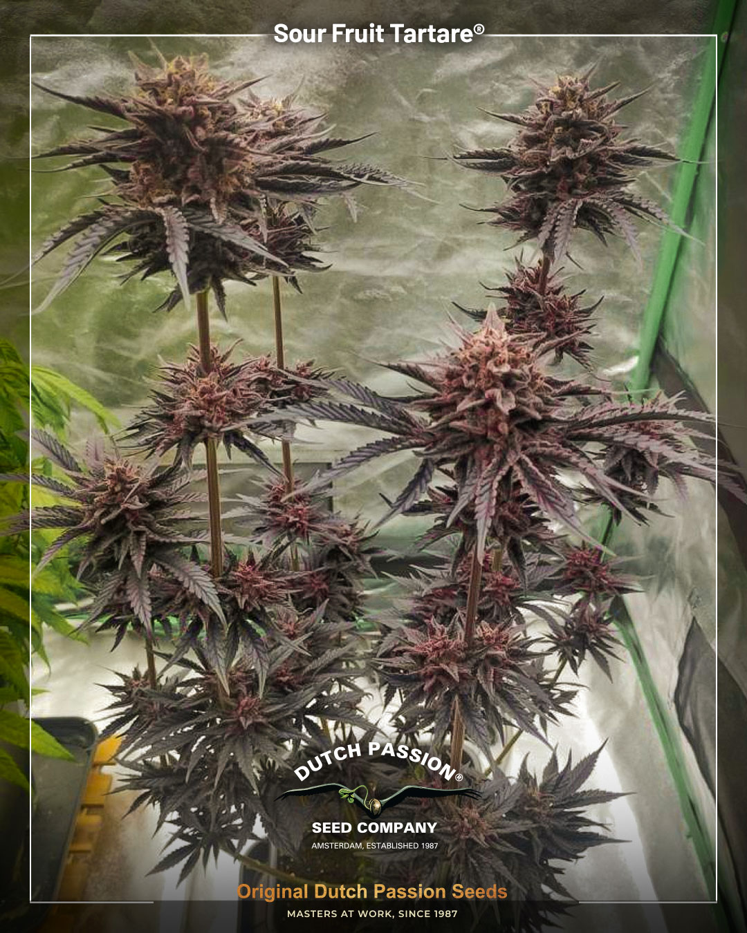 Sour Fruit Tartare grown from promo seed from Dutch Passion