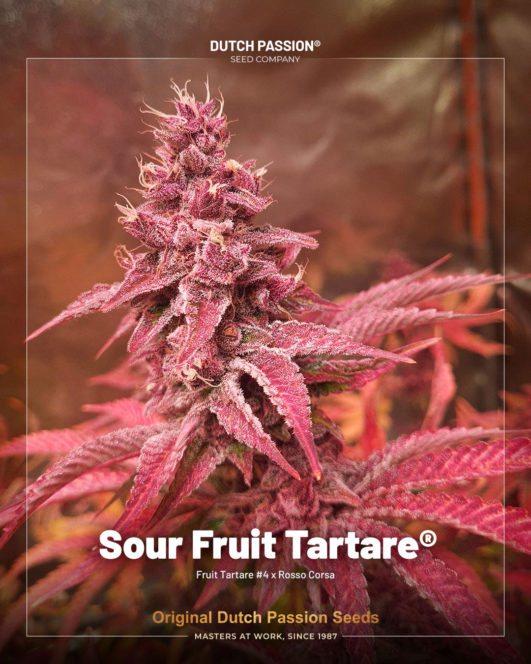 Sour Fruit Tartare the limited free seed from Dutch Passion