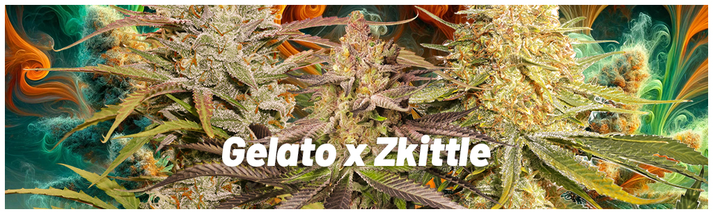 Strains-similar-to-Runtz