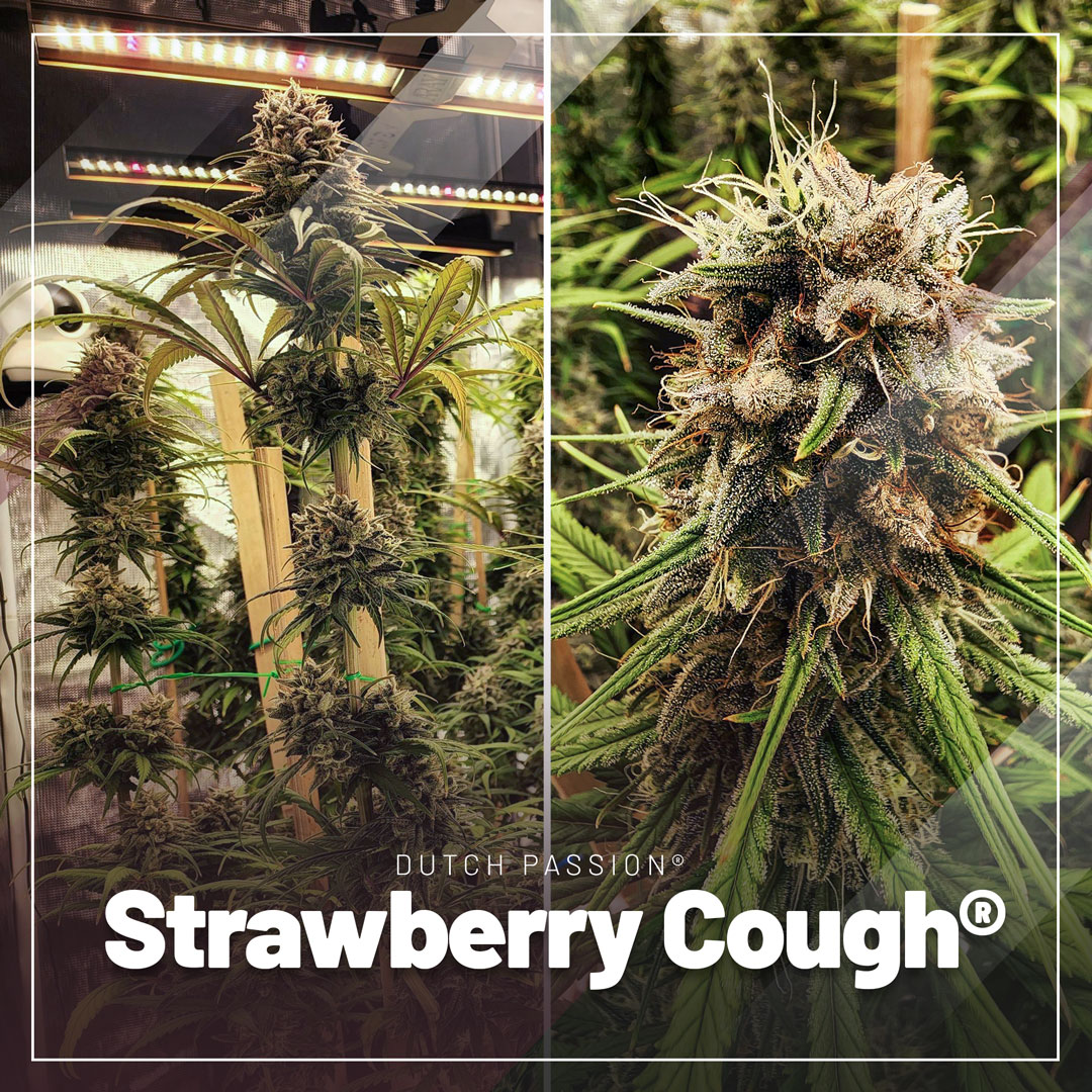 Strawberry-cough-sweet-fruity-flavours-like-bubble-gum