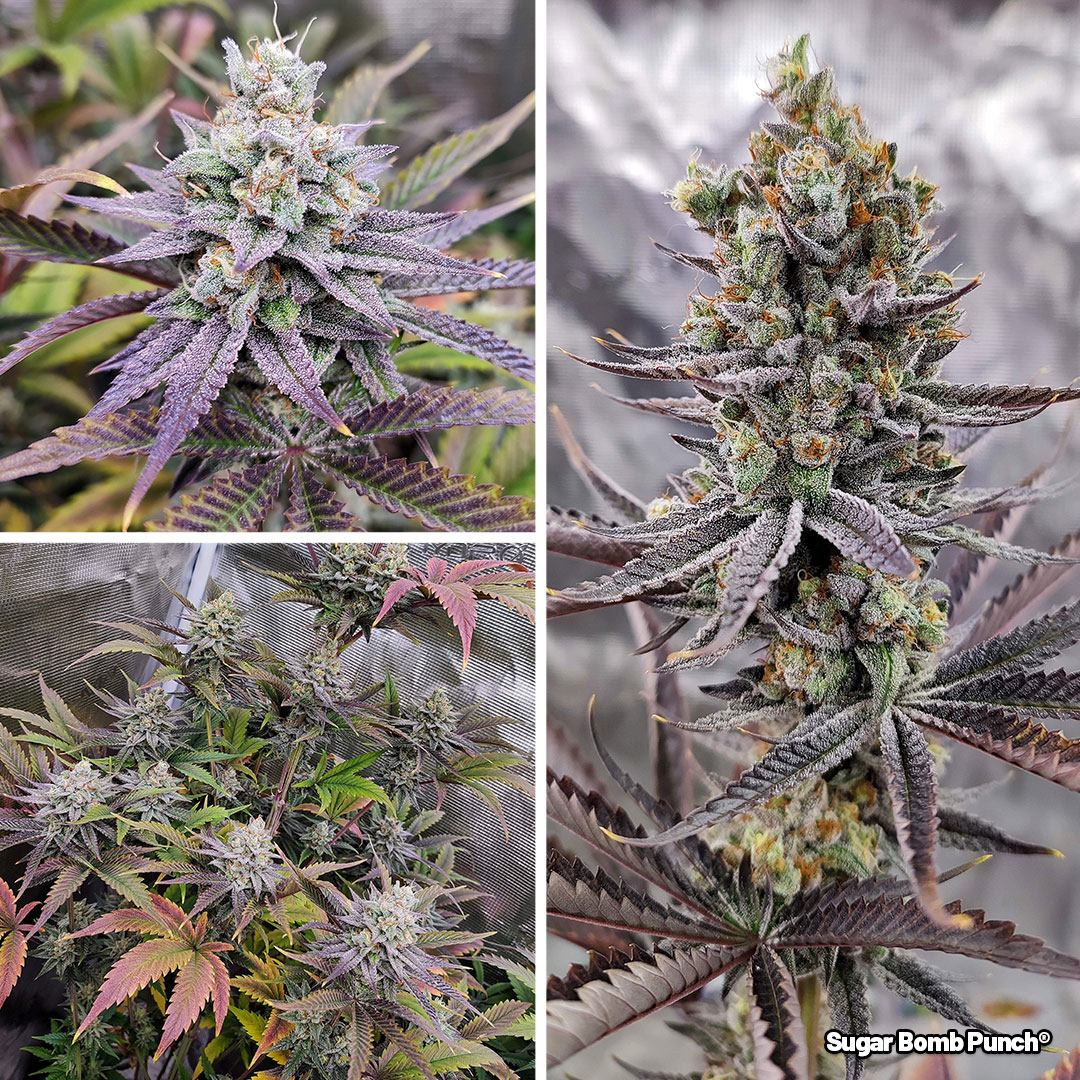 Sugar-Bomb-Punch-Delivers-incredibly-hard-and-sticky-buds-2