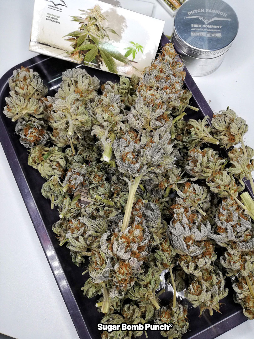Sugar-Bomb-Punch-Delivers-incredibly-hard-and-sticky-buds-3