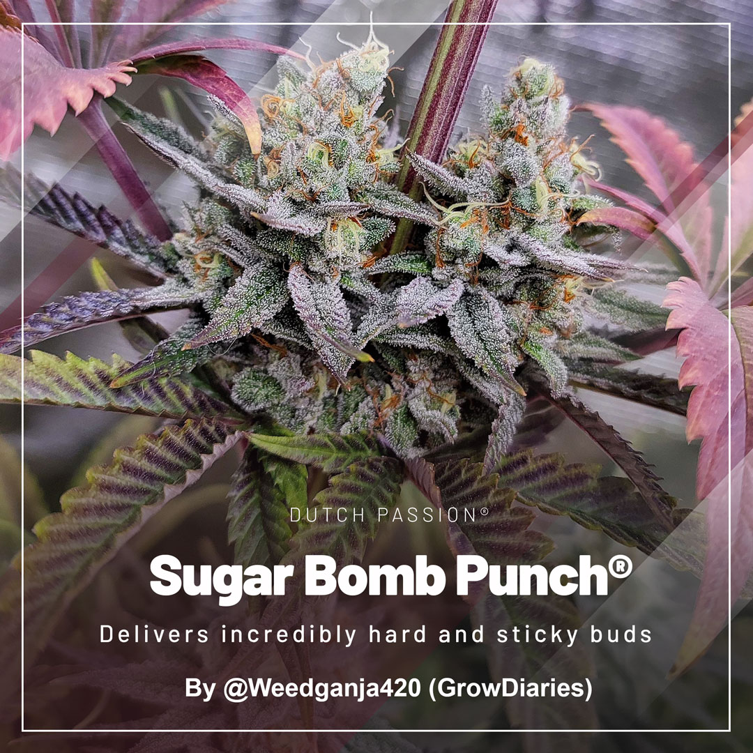 Sugar-Bomb-Punch-Delivers-incredibly-hard-and-sticky-buds