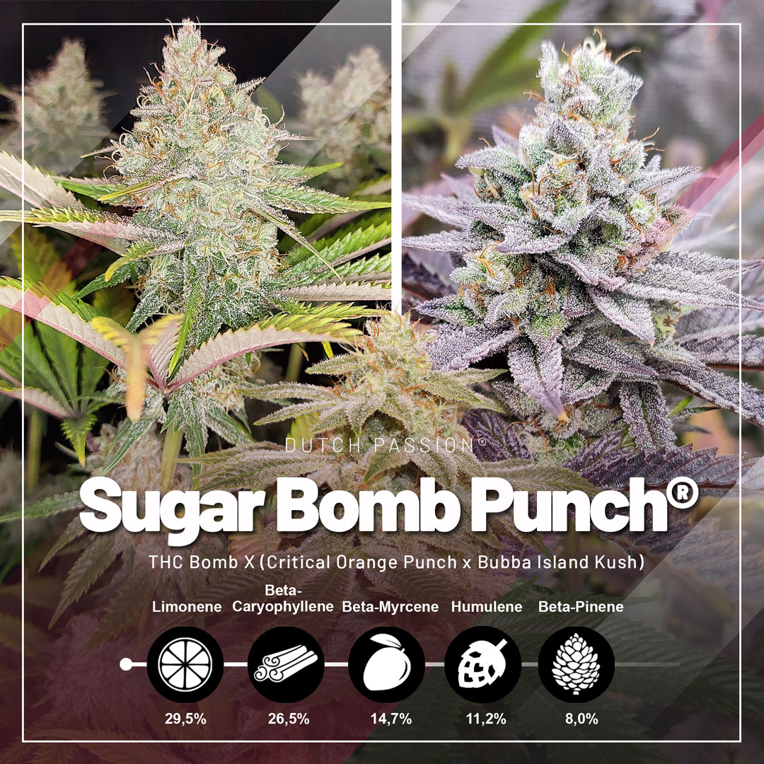 Sugar-Bomb-Punch-Dutch-Passion-fruity-potent-cannabis-seeds