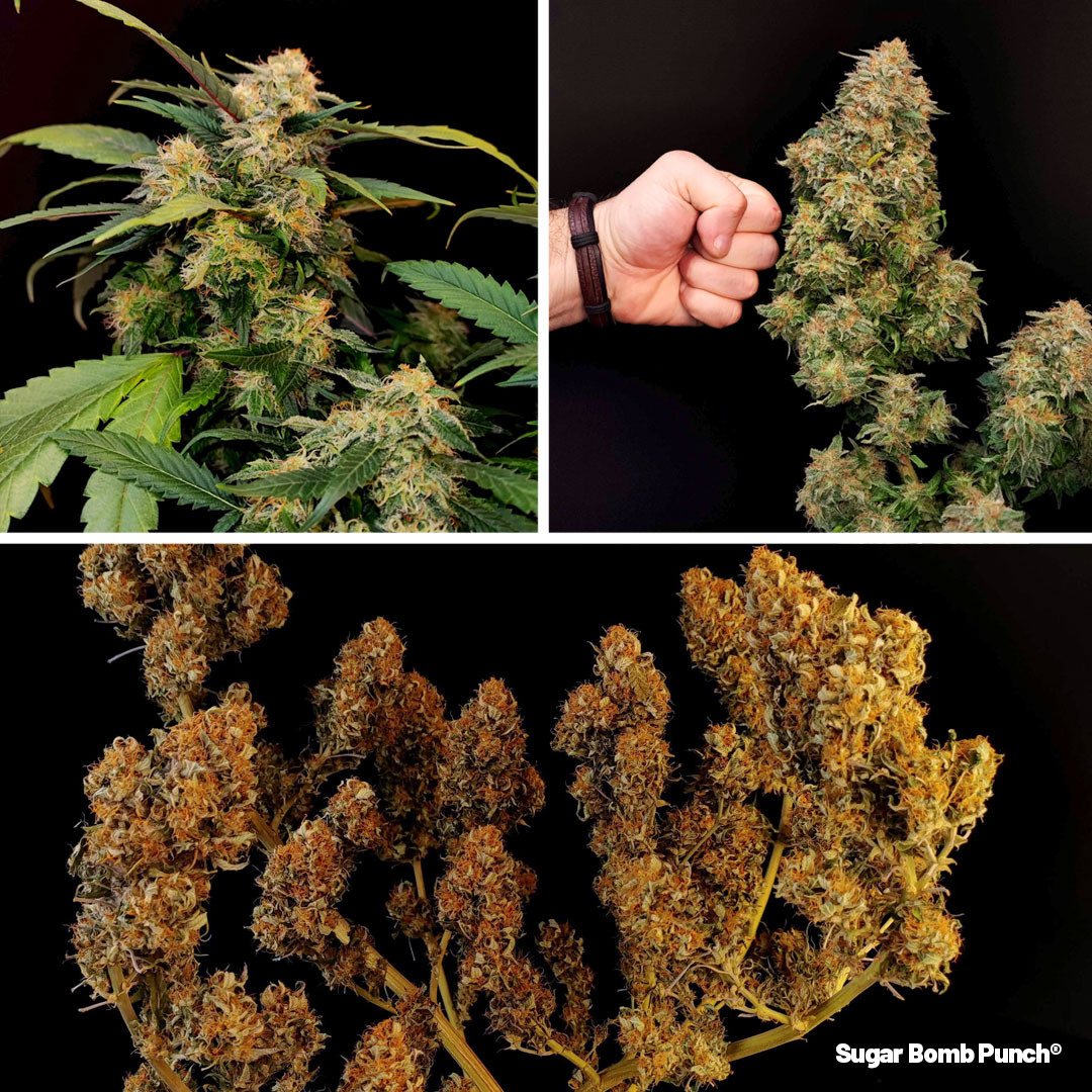 Sugar-Bomb-Punch-delivers-nothing-but-the-best-indica-effects-2