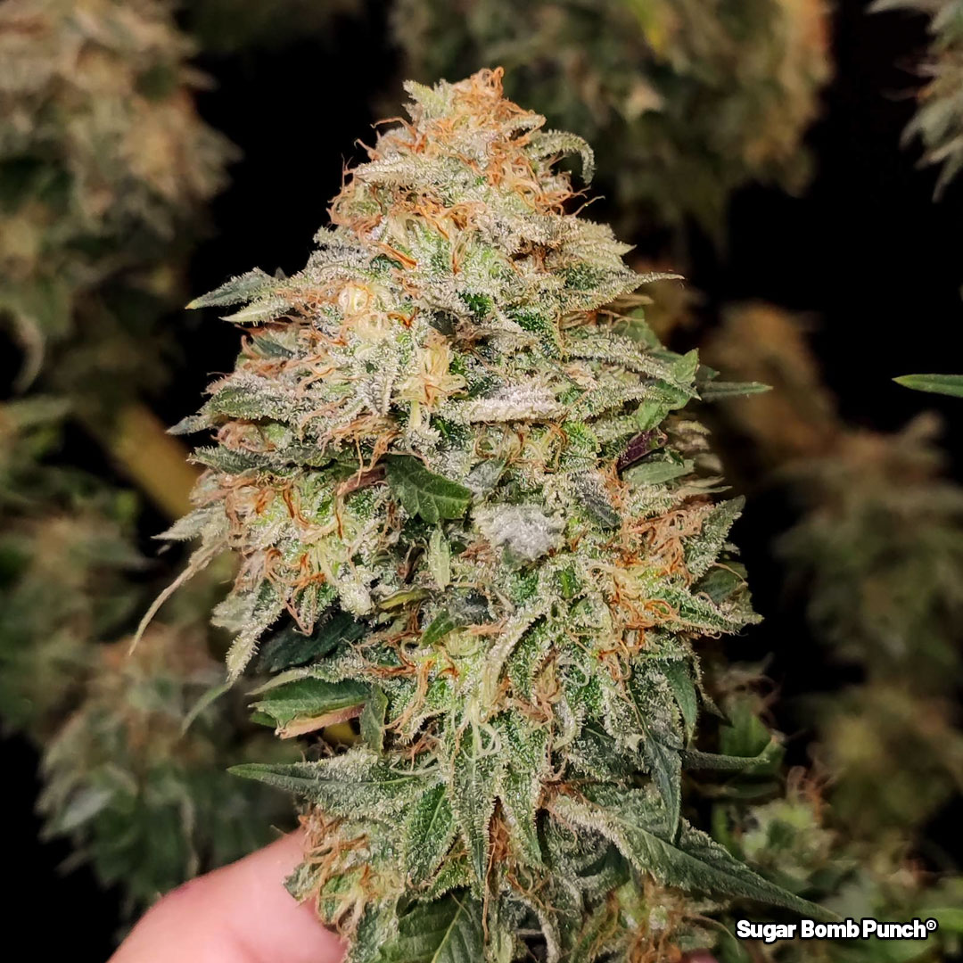 Sugar-Bomb-Punch-delivers-nothing-but-the-best-indica-effects-3