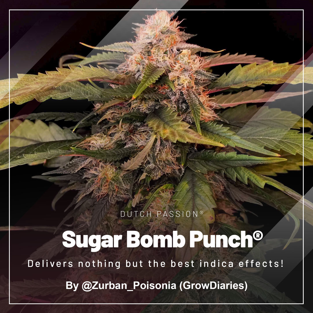 Sugar-Bomb-Punch-delivers-nothing-but-the-best-indica-effects