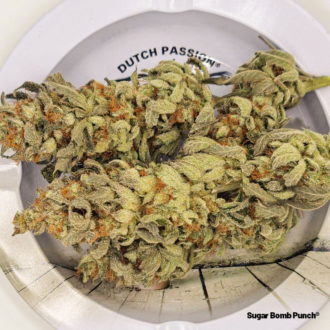 Sugar-Bomb-Punch-dried-buds-on-a-tray-frosty-cannabis