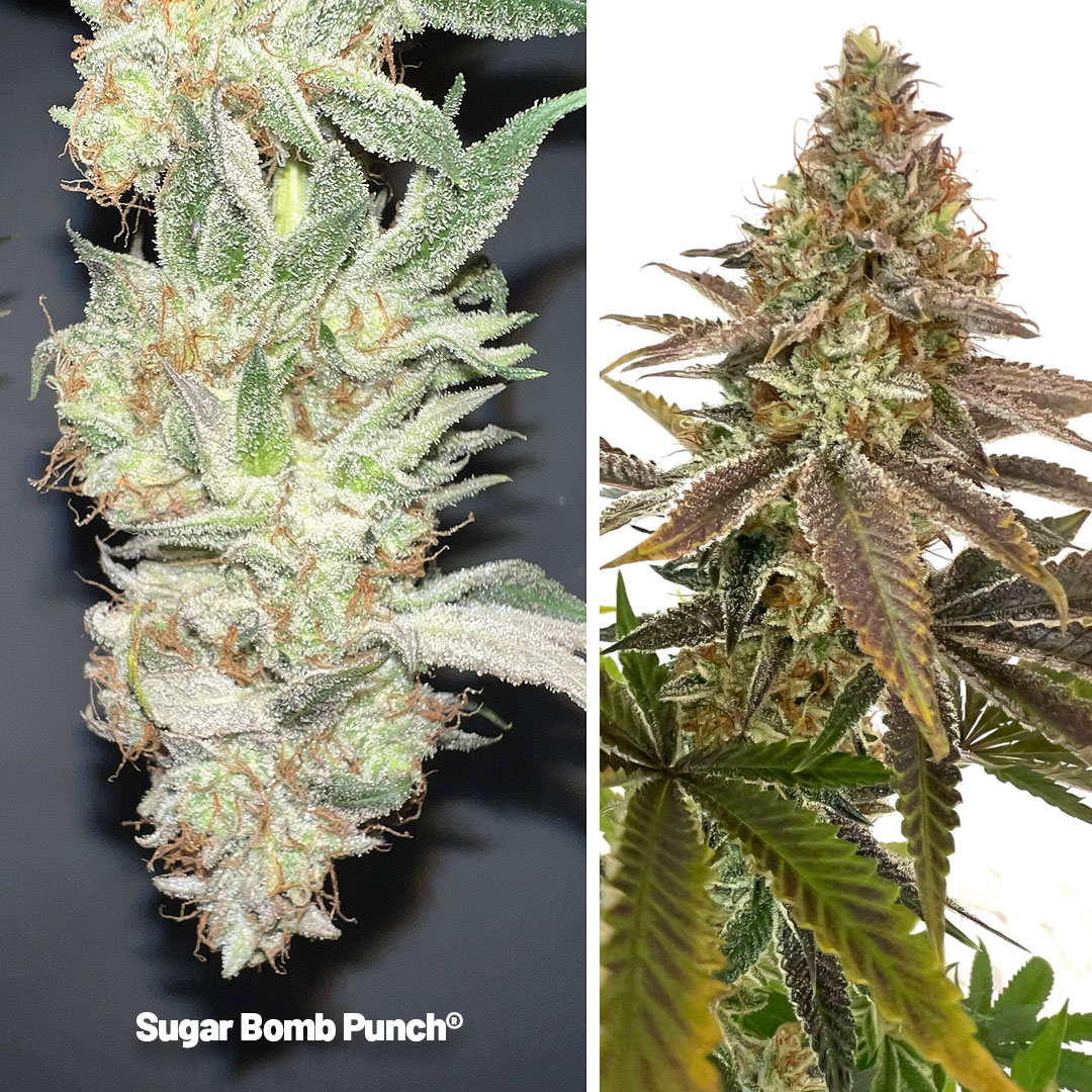 Sugar-Bomb-Punch-dutch-passion-seed-company-feminised