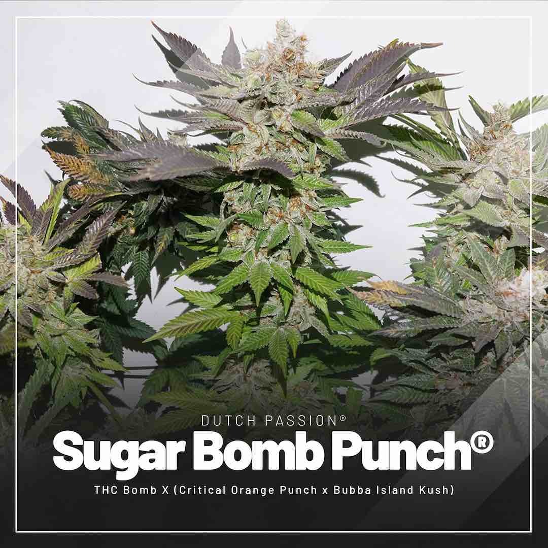 Sugar-Bomb-Punch-easiest-feminised-cannabis-seeds-to-grow-indoors
