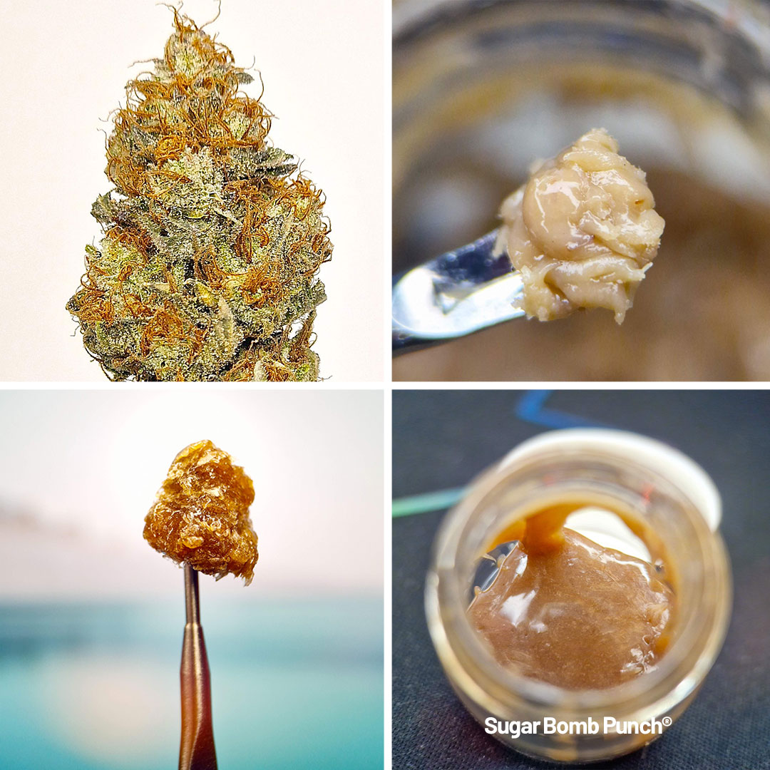 After pressing 10g of smaller buds ended up with 1.8g of rosin which means 18% return in one press!