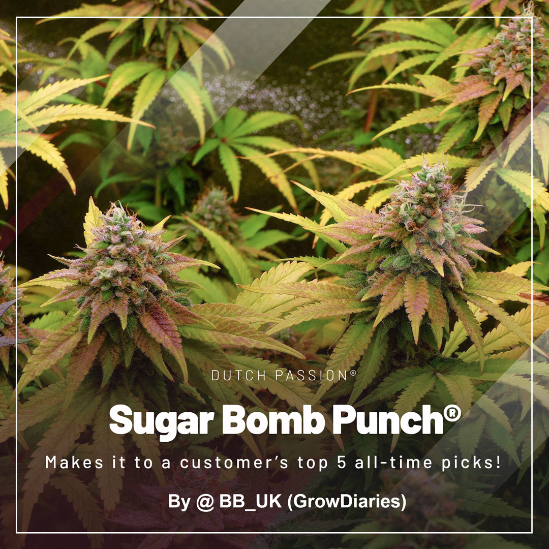 Sugar-Bomb-Punch-makes-it-to-a-customers-top-5-alltime-picks
