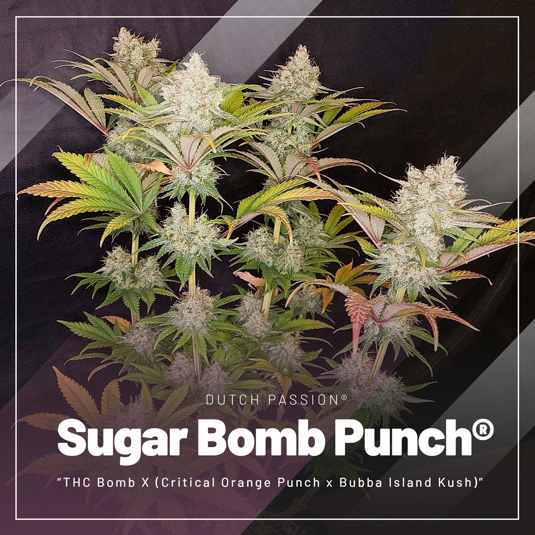 Sugar-bomb-punch-cannabis-seeds-by-Dutch-Passion