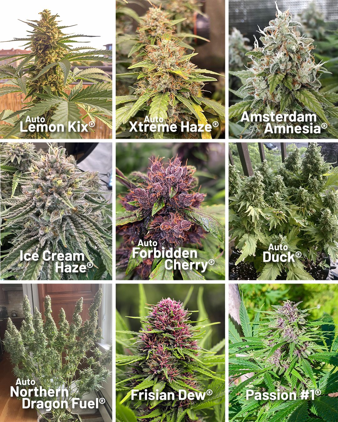 Suitable-cannabis-strains-to-grow-outside-under-the-sun