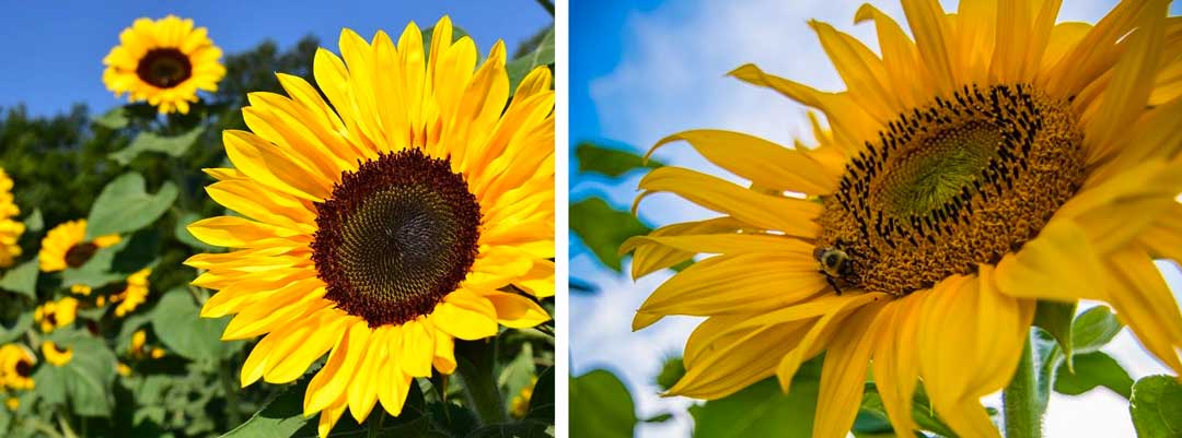 Sunflowers-attract-friendly-insects-to-your-cannabis