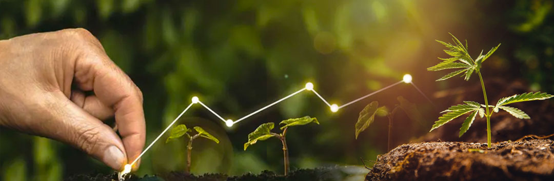 Sustainability-of-cannabis-nutrients