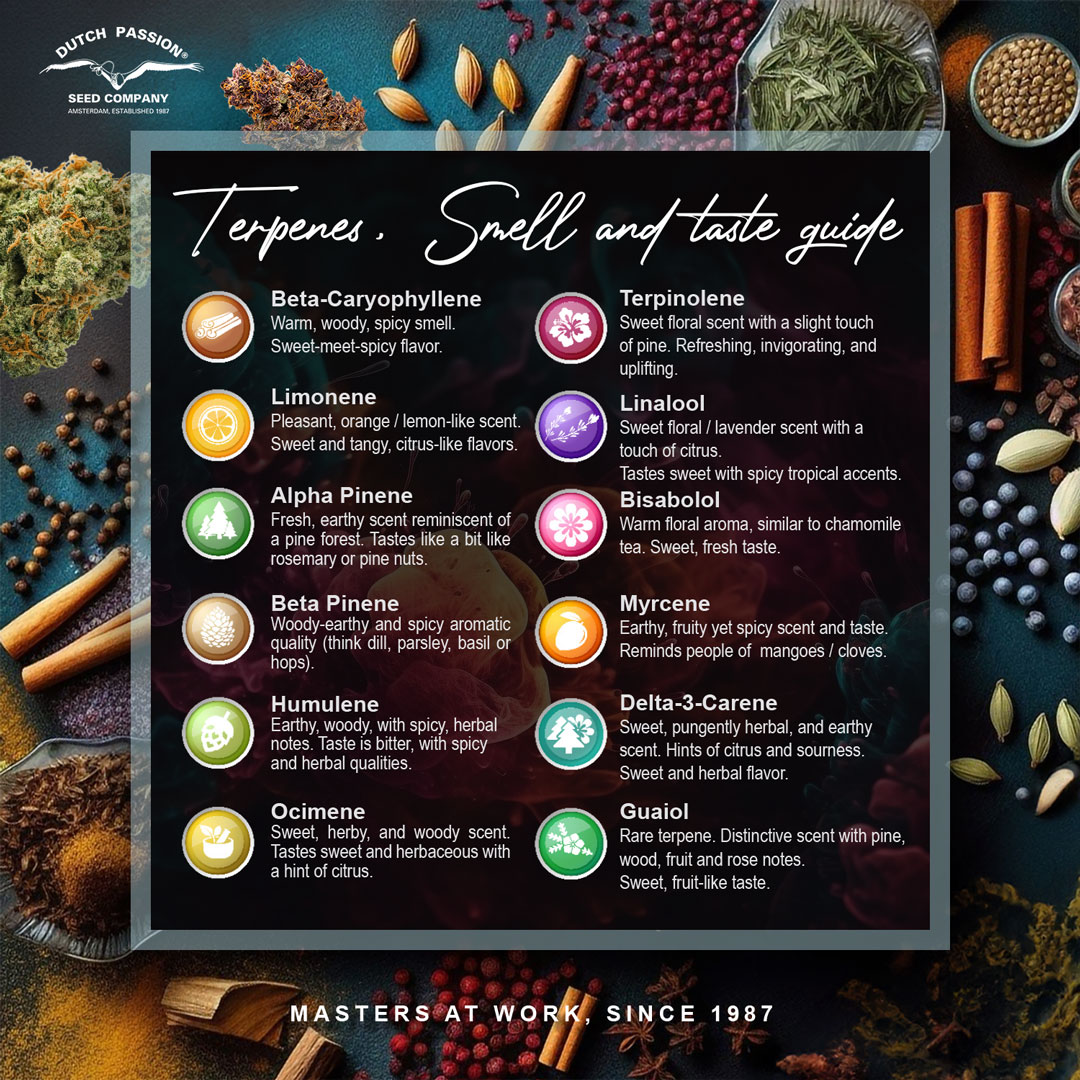 Cannabis terpenes smell and taste chart