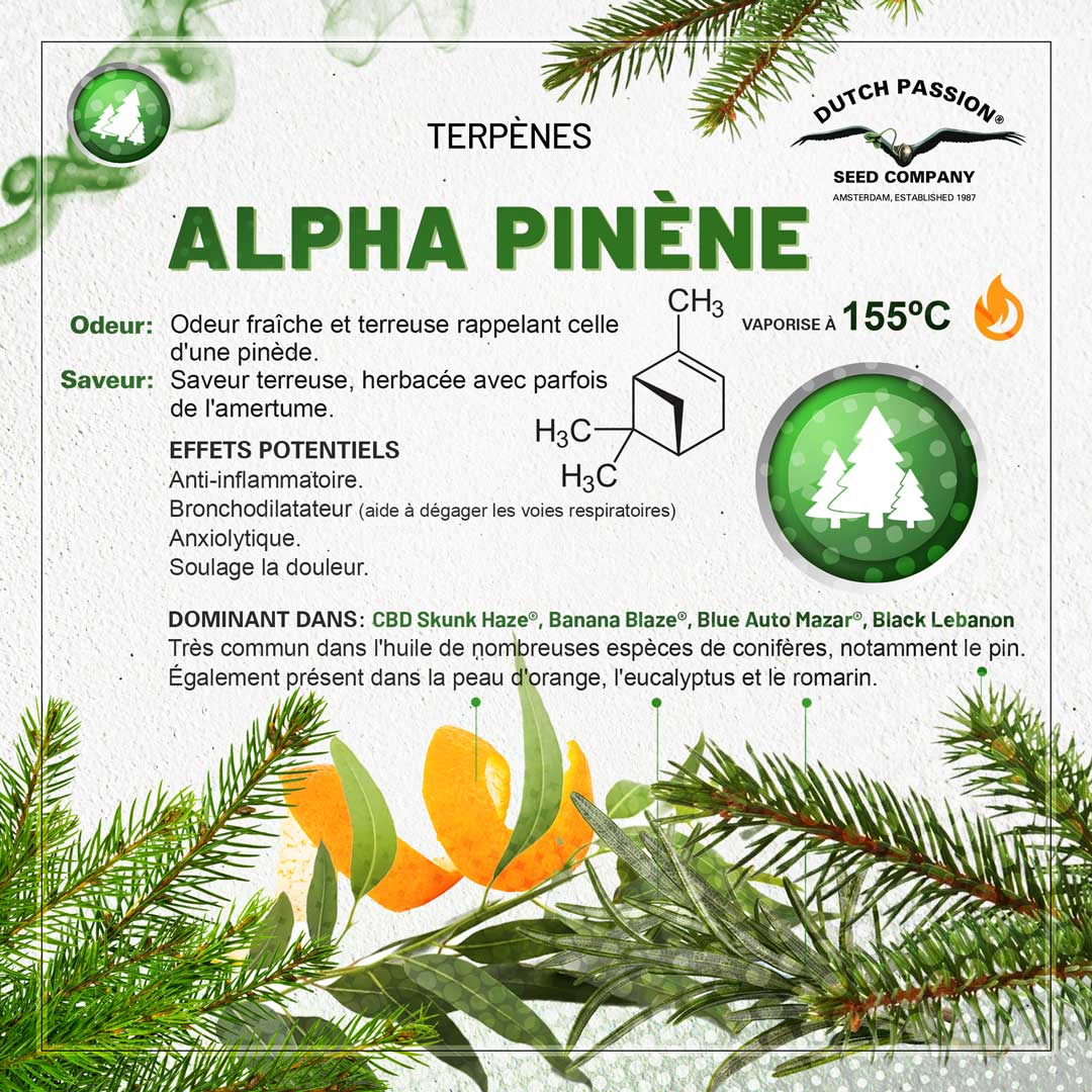 Terpène Alpha-Pinene: Odeur, Saveur, Effets et Vaporisation