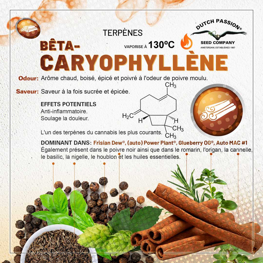 Terpène Bêta-Caryophyllène: Odeur, Saveur, Effets et Vaporisation