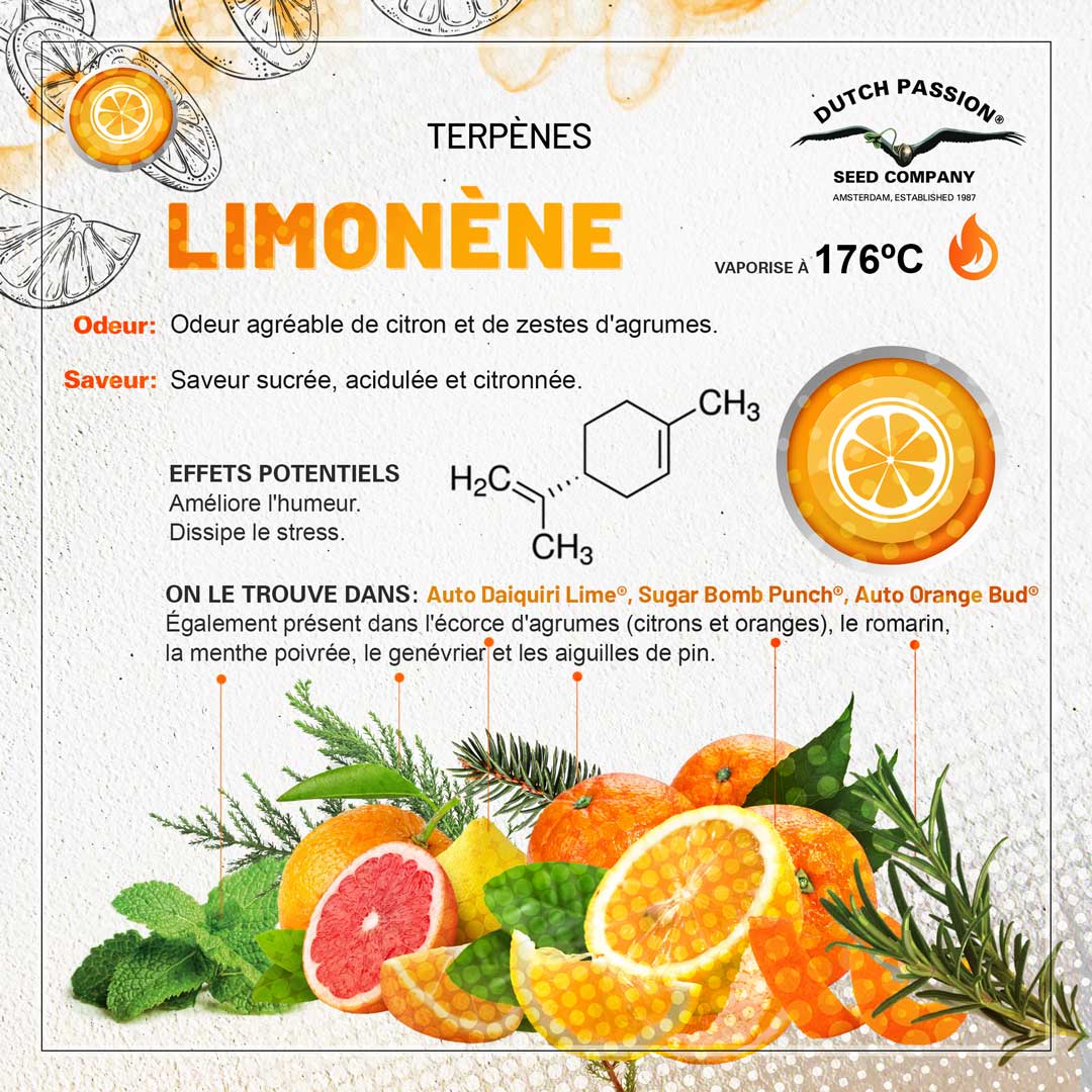 Terpène Limonene: Odeur, Saveur, Effets et Vaporisation