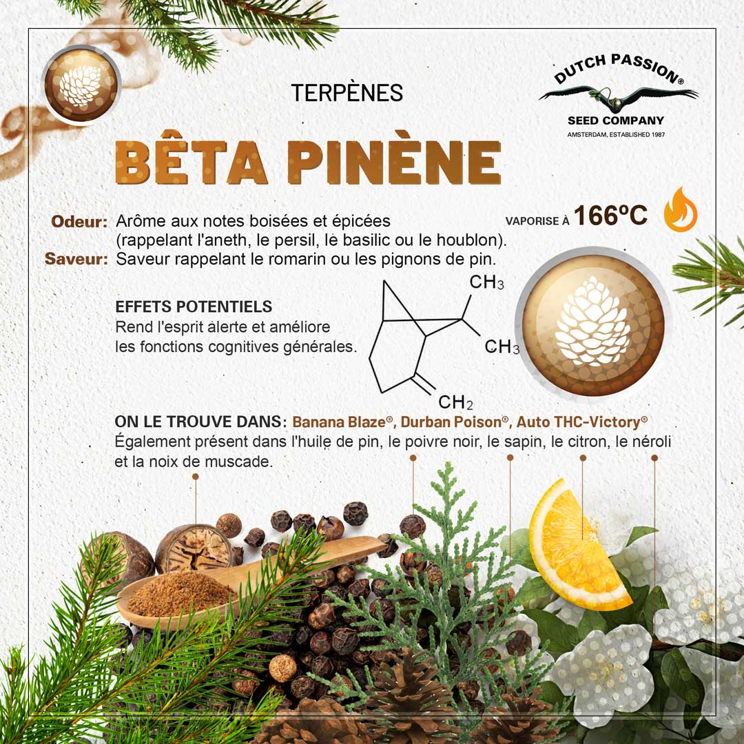 Terpène Bêta Pinène: Odeur, Saveur, Effets et Vaporisation